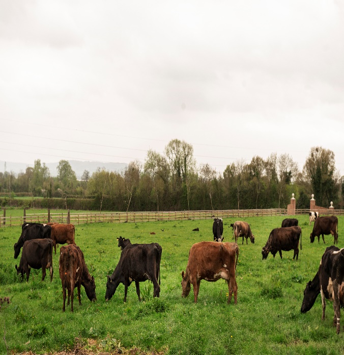Livestock & Fisheries