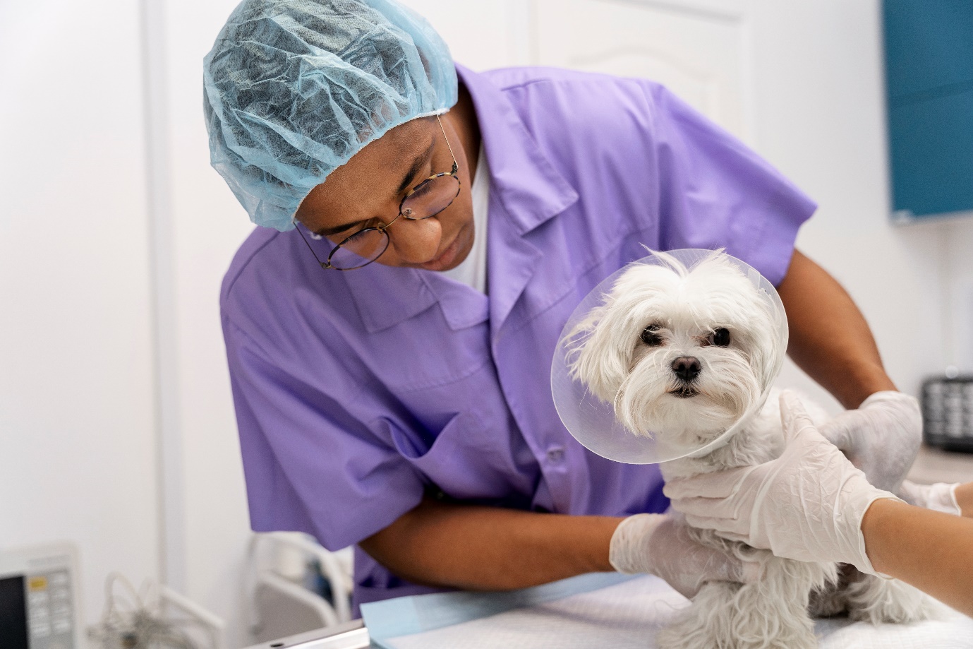 Veterinary Medicine